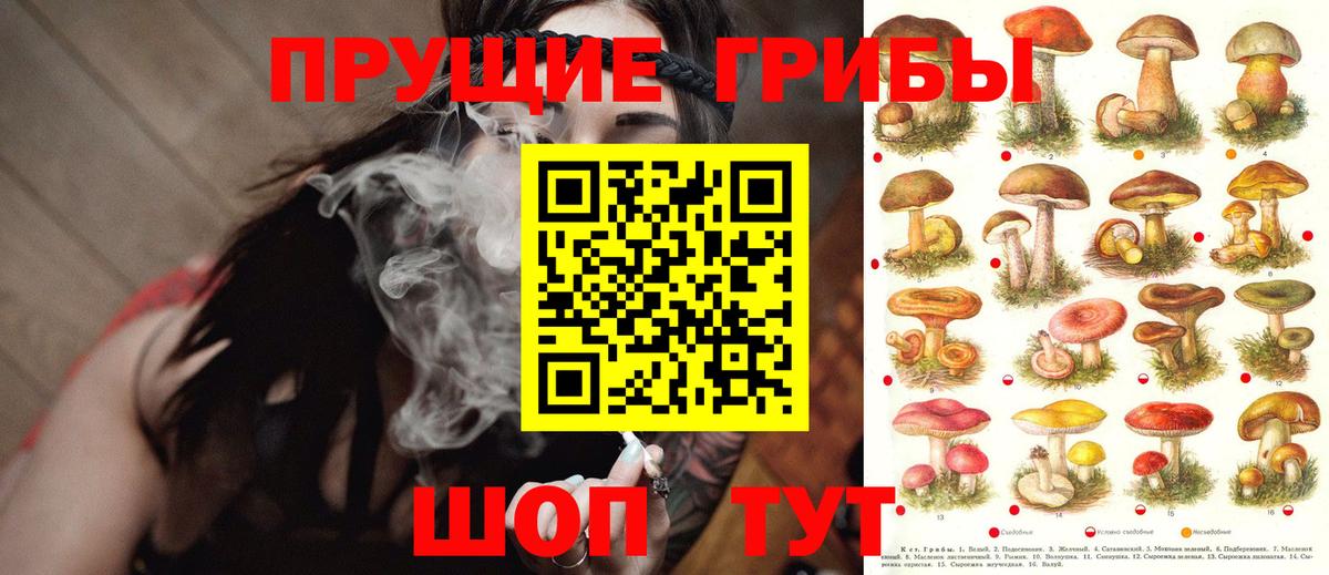 Псилоцибиновые грибы Psilocybe Петропавловск-Камчатский